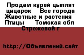 Продам курей цыплят,цицарок. - Все города Животные и растения » Птицы   . Томская обл.,Стрежевой г.